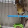 REHOMING: Gloster Canaries