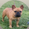 BMF male French bulldog