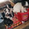 Adorable tricolor Yorkie poo puppies ready for rehome