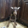 Doberman pinschers puppies