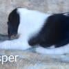 Male beagle Casper