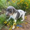 Miniature Rat Terrier Puppy