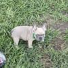 Healthy French Bulldog Puppies