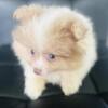 SOLD AKC Born on Eclipse includes INSURANCE lavender Merle male