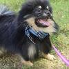 Purebred Pomeranian Male | FCI Registered Parents | Show Bloodline | 6.2 lb at 6 Months Old