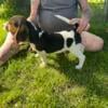 PLB-2 female beagle puppy born 03-09-2024