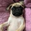 Pug puppy -fawn female