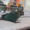 Turquoise green cheek conures for sale!