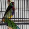 Green back Gouldian Finches