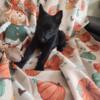 13 week old female schipperke