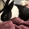 Dutch rabbit 10 months old