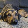 German Shepherd Golden retriever Labrador mix