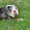 Chocolate Merle English Bulldog