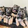 PUREBRED LONGHAIRED GERMAN SHEPHERD PUPPIES