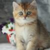 NEW Elite British kitten from Europe with excellent pedigree, female. Uslada