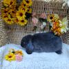 Pedigreed Holland Lop Bunnies