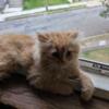 Doll Faced Persian Kitten, Ready now!