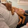 Vizsla Puppies For Sale!