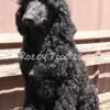 AKC Champion lined Black Female Standard Poodle Puppy