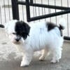 Poodle AKC Miniature 