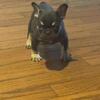 Chocolate and tan male frenchie