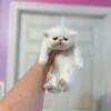 Exotic Shorthair Persian Kitten female