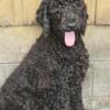 Older poodle puppies for sale