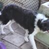 Border Collies-AKC Reg, Two Great Boys!