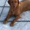 AKC Fox red Labrador