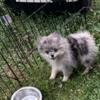 Merel Pomeranian female puppy