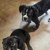 2 Male Bully pups