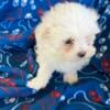 REDUCED Maltipoo Beautiful little  puppies