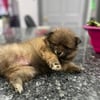 Pomeranian puppies looking for new home