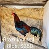 Roosters For Sale. Asil. 10mo old ,Gamefowl for sale