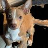 Dashound and chi mix
