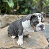 I have a boy bulldog 5 months 