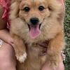 Red male Pomeranian