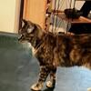 Tortoiseshell young spayed female current on all vaccines.