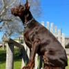 European Doberman Puppies available now