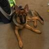 6 month old AKC male GSD