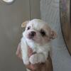 Beautiful longhaired female ready to go