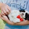 Adorable little Chocolate & White Male Shihpoos Puppies Shih-tzu/Mini Poodle