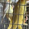 Selling breeding pairs