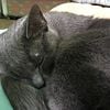 Adorable, social Russian Blue