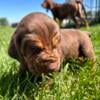 AKC Liver and Tan puppies. 4 male 3 female