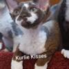 TICA Devon Rex Female Kittens Looking for Love Exp. Small In-Home Breeder w/References