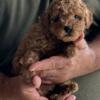 AKC Red toy poodles male pup