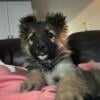 Akc reg long coat female German shep puppy