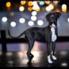 AKC Female Great Dane