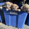 American bulldog cane corso